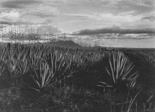 Sisalanpflanzung : Pare-Gebirge. Sisalagavenplantage (Agave sisalana zum Teil mit Blütenständen
