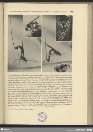 Fliege abstechende Kotwespe (Mellinus arvensis)