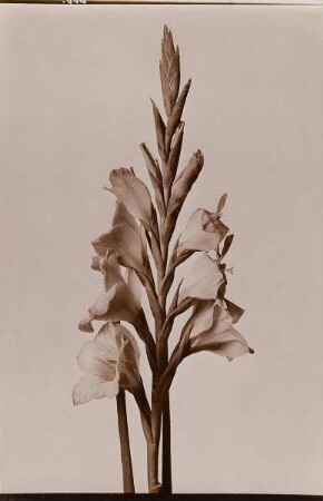 Gladiole