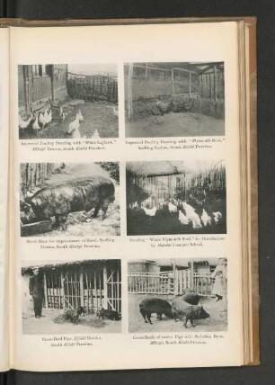 Breeding "White Plymouth Rock" for Distribution by Shinshu Common School.