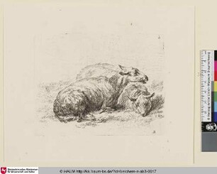 [Zwei ruhende Schafe; The Set of the Sheep, 2; Un mouton couché [...]]