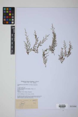 Selaginella peruviana Hieron.