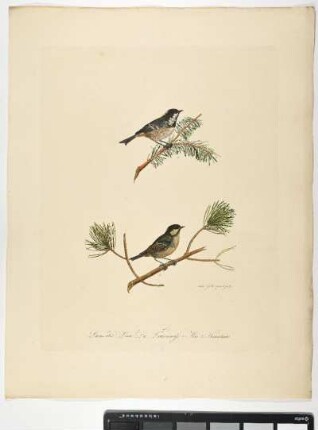 Parus ater. Linn. Die Tannenmeise. 1. Mas. 2. Hornotinus. - Tannenmeise. Periparus ater; mas. hornotinus. - Zeichner und Stecher: Ambrosius Gabler