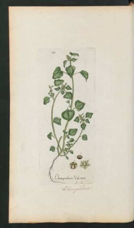 240. Chenopodium Vulvaria
