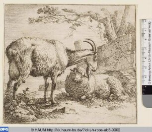 Ziege und Schaf vor einem Bretterzaun