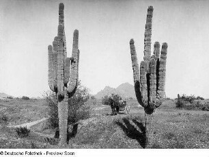 Arizona, Salt River Valley, Wüstenvegetation