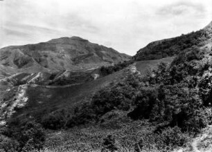 Glasflurlandschaft mit Kiefern (Südamerikareise 1926-1929)