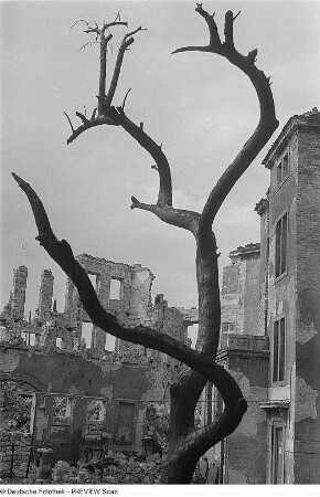 Dresden. Verkohlter Baum gegen Ruinen