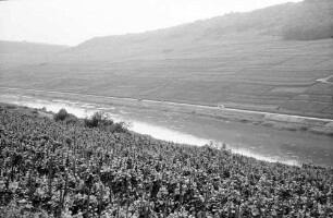 Nittel: Weinberge beiderseits der Mosel bei Nittel