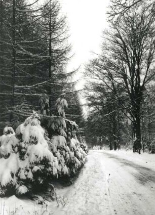 Winterliche Waldstraße