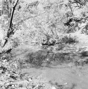 Trave: verkrauteter Wasserlauf am Heiliggeistviertel: am Ufer Büsche und Sträucher