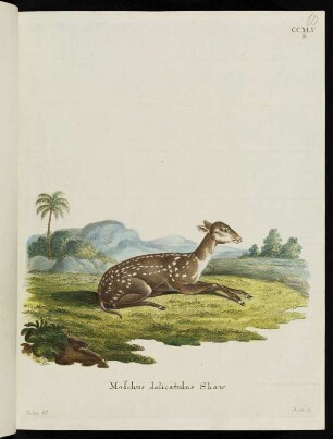 CCXLV B Moschus delicatulus Shaw