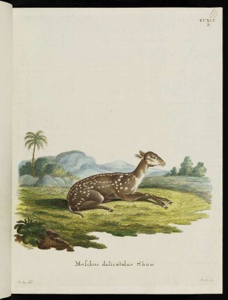 CCXLV B Moschus delicatulus Shaw