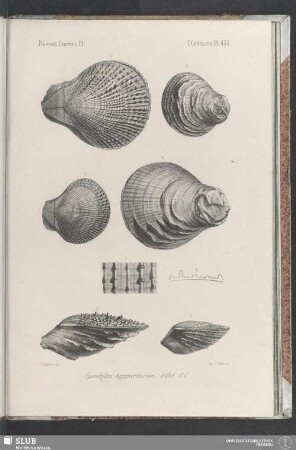 Pl. 455