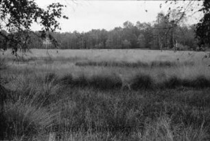 Hamburg: Duvenstedter Brook: Naturschutzgebiet: Wiese: hinten Birken