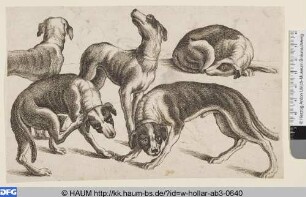 Fünf Hunde