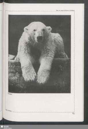 Eisbär