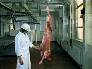 Guide for Meat Inspection of Cattle and Fattening Pigs: Macroscopic Procedure