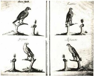 Beizvögel : Beizvögel. Illustration aus: Flemming: Der vollkommene Teutsche Jäger. 1719-1724. Teil 1719