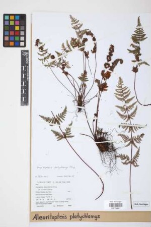 Aleuritopteris platychlamys Ching