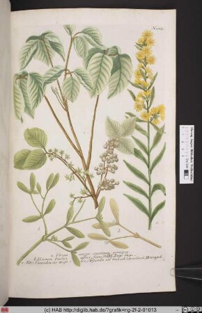 Virga aurea. Viscum. Vitis [Gülden-Mundkraut. Mistel. Weingart].