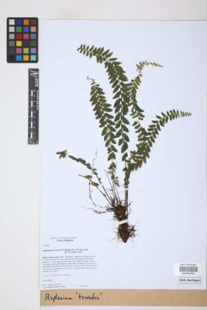 Asplenium terrestre M.Kessler & A.R.Sm. ined.