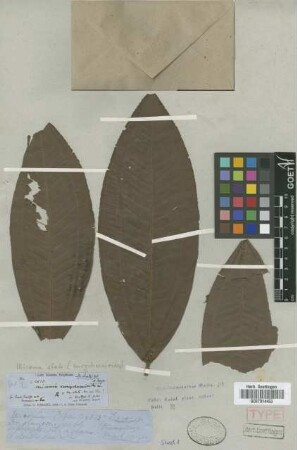 Miconia eurychaenioides Griseb.[type]