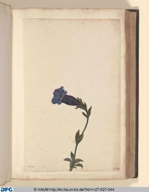 Gentiana alpina, flore magno.