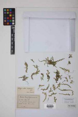 Selaginella serpens (Desv.) Spring