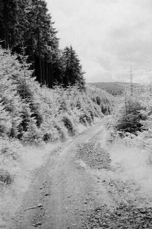 Landschaft im Harz