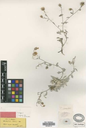 Centaurea cadmea Boiss. [isotype]