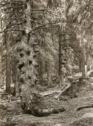Tschechisches Riesengebirge. Große Sturmhaube (Śmielec). Nordfuß. Stamm einer alten Fichte