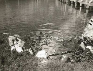 Stockente (Anas platyrhynchos L.). Schof im Wasser