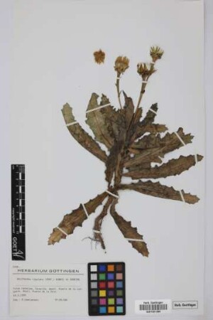 Reichardia ligulata (Vent.) G.Kunkel & Sunding