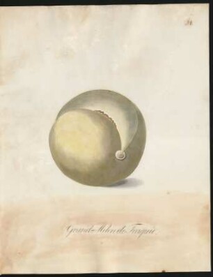 Grand Melon de Turquie