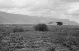 Landschaft : Blick über eine Savannenlandschaft; im Hintergrund Berge und der Ngorongoro Crater.