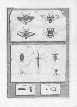 Plate XXVI