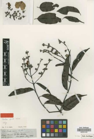 Qualea sprucei Warm. [isotype]