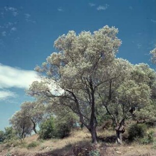 Lesbos, Ölbaum bei Agiásos. Olivenbaum (Olea europaea)