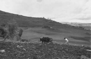 Auf der Hochfläche von Gugu (Äthiopienreise 1937/1938 - 7. Flugreise nach Dembi Dolo und Ausflüge ins Umland)