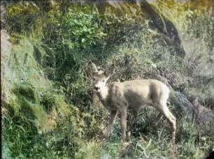 Reh im Wald