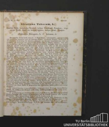 Solaneae. Nicotiana Tabacum , L. Gemeiner Tabak, indianisches Beinwell, heiliges Wundkraut, Tornabone, viriginischer Tabak, Kraut des heiligen Kreuzes, heiliges Kraut, Nicotiane. (Pentandria Monogynia, L. - Solaneae, J.)