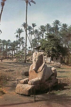 Alabastersphinx des Ptah-Tempels von Memphis : Reisefotos Ägypten. Kairo. Alabastersphinx des Ptah-Tempels von Memphis. Höhe 425 cm (1428-1402 v. Chr.)