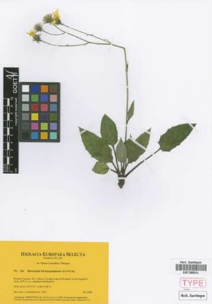 Hieracium boreoapenninum Gottschl. [paratype]