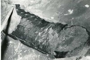Dresden-Gittersee. Grubenfeld Gittersee. 2. Sohle. Querschlag 6. W-Stoß bei 278 Meter. Calamites multivamis (Calamit)