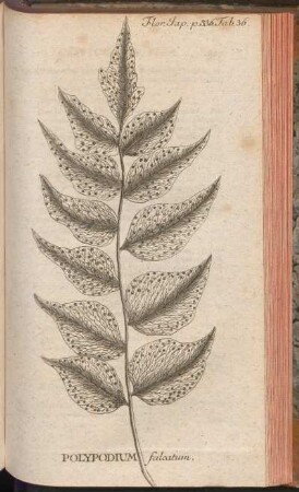 Polypodium falcatum