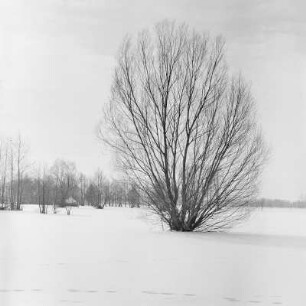 Landschaftsbild. Winter im Spreewald. : Wobraz krajiny. Zyma w Błótach.
