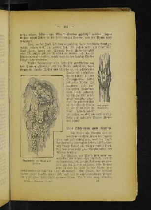 Geschröpfte Wulststelle. Baumrinde mit Moos und Flechten.