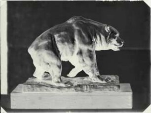 Ursus spelaeus