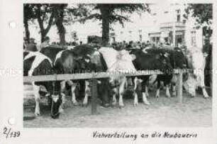 Vieh für die Neubauern in Templin